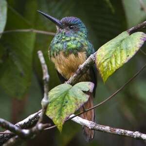 Jacamar à couronne bleue