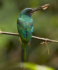 Jacamar à couronne bleue