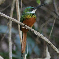 Jacamar à queue rousse