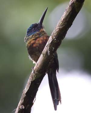 Jacamar violacé