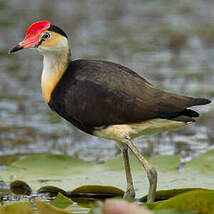 Jacana à crête