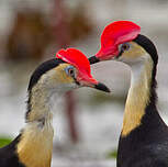 Jacana à crête