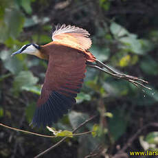 Jacana à poitrine dorée