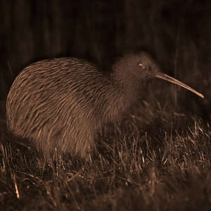 Kiwi austral