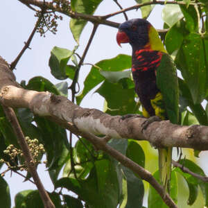 Loriquet de Biak