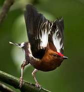 Manakin à ailes blanches