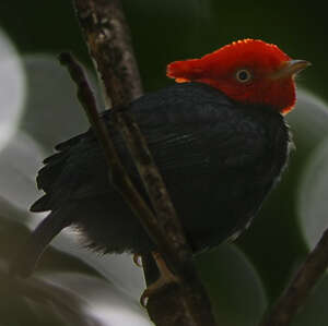 Manakin à cornes rouges