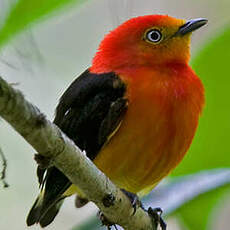 Manakin à queue barrée