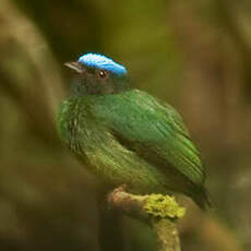 Manakin à tête bleue