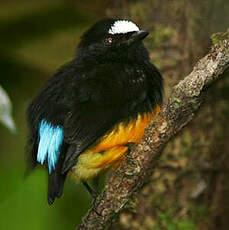 Manakin à ventre orange