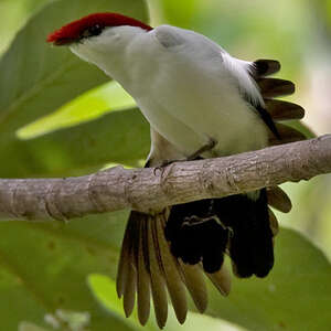 Manakin d'Araripe