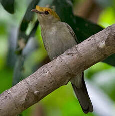 Manakin d'Araripe