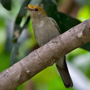 Manakin d'Araripe