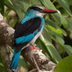 Martin-chasseur à poitrine bleue