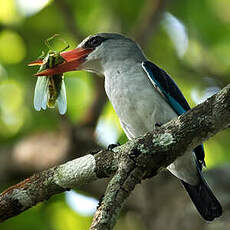 Martin-chasseur des mangroves