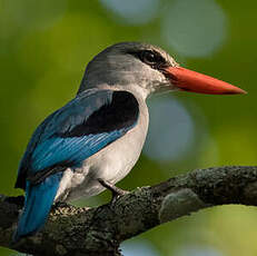 Martin-chasseur des mangroves