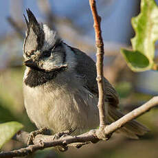 Mésange arlequin