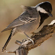 Mésange cendrée