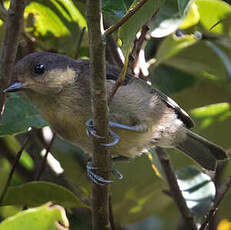 Mésange d'Iriomote