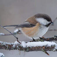 Mésange lapone