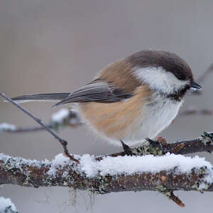 Mésange lapone