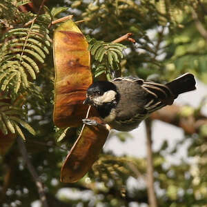 Mésange somalienne