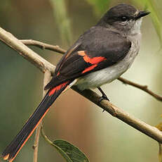 Minivet de Sumbawa