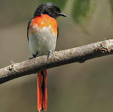 Minivet de Sumbawa