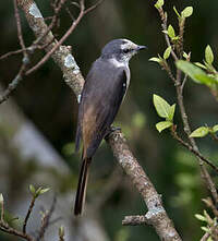 Minivet de Swinhoe