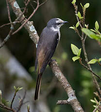 Minivet de Swinhoe