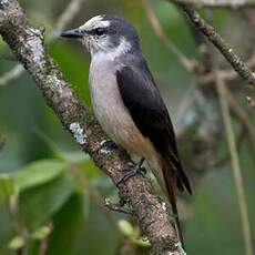 Minivet de Swinhoe