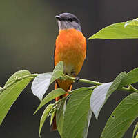 Minivet mandarin