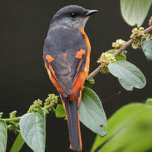 Minivet mandarin