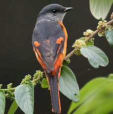 Minivet mandarin