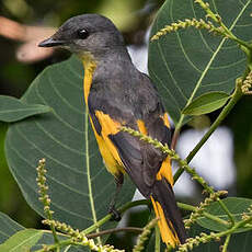 Minivet mandarin