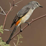 Minivet oranor