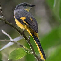 Minivet rouge