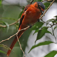 Minivet vermillon