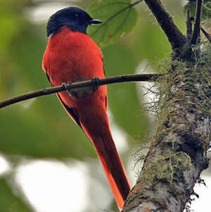 Minivet vermillon