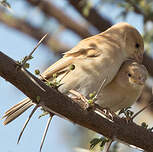 Moineau blanc