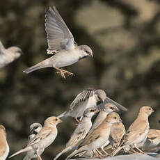 Moineau blanc