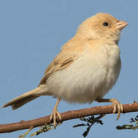 Moineau blanc