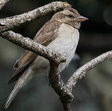 Moineau bridé