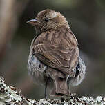 Moineau bridé