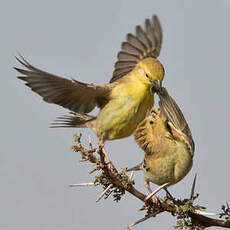 Moineau doré