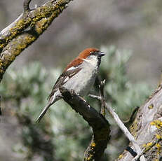 Moineau rutilant