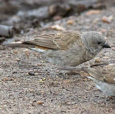 Moineau swahili