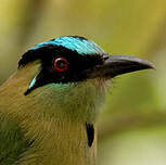 Motmot d'Équateur