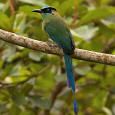 Motmot d'Équateur