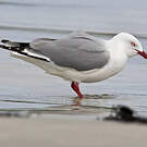 Mouette argentée